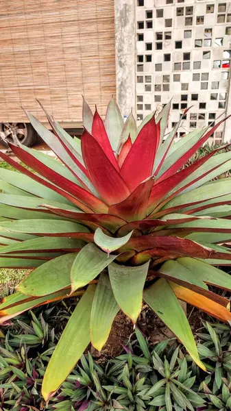 İmparatorluk Bromeliad olarak da bilinen Alcantarea emperialis 'Rubra' bahçede büyüyor..