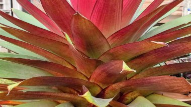 İmparatorluk Bromeliad olarak da bilinen Alcantarea emperialis 'Rubra' bahçede büyüyor..