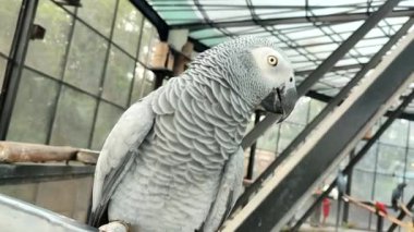 Afrikalı gri papağan tabakta oturuyor. Gri papağan (