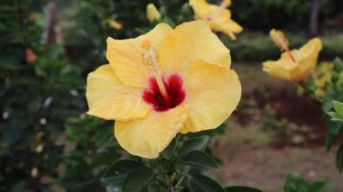 Hibiscus rosa-sinensis, halk arasında Çin amblemi, Çin gülü, Hawaii amblemi, gül tozu ve bahçede ayakkabı boyası çiçeği olarak bilinir..