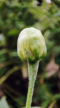 Çiçek tomurcuğunun bulanık yeşil bir arka planı olan Macro fotoğrafı..