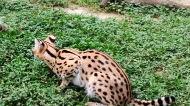 Vahşi kedi (Felis Silvestris Silvestris) Bandung Hayvanat Bahçesi, Endonezya 'da.