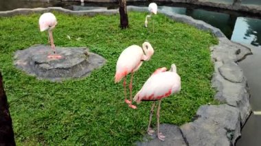 Flamingo kuşları havuzun kenarında tüylerini temizler (Pembe flamingo).