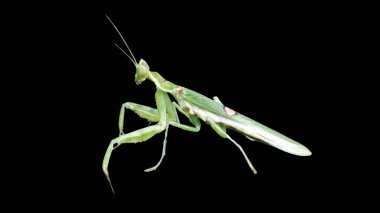 Peygamber devesi kara arka planda izole edilmiş. Yan görünüm. 