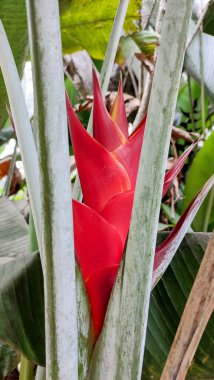 Heliconia caribaea flower among the branches. Wild Plantain, Caribbean Heliconia, Lobster Claw  or False Bird-of-Paradise. clipart