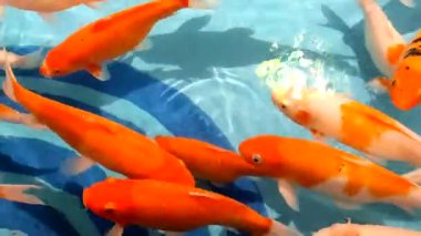 Japon koi balığı kolonisi gölette yüzüyor..