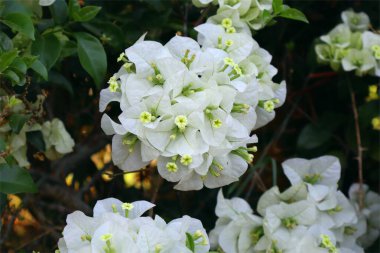 Güzel Bougainvillea glabra. Buna bazen 