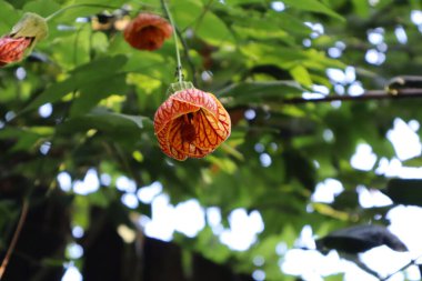 Abutilon pictum, genellikle Çin feneri ya da çiçek açan akçaağaç çiçeği olarak bilinir..