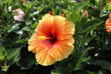 Sarı bir ayakkabı boyayıcısının yakın çekimi. Hibiscus rosa-sinensis, Çin amblemi, Çin gülü, Hawaii amfibisi.