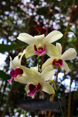 Dendrobium nobile ya da bilinen adıyla Noble dendrobium ön bahçede çiçek açar..