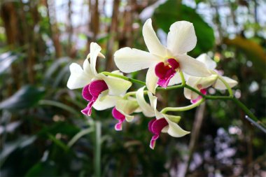 Dendrobium nobile ya da bilinen adıyla Noble dendrobium ön bahçede çiçek açar..