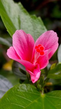 Çiçek tomurcukları yeşil yapraklarla doğada çiçek açar..