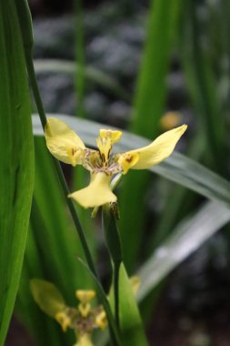 Sarı iris çiçekleri yeşil yapraklarıyla bahçede açar..