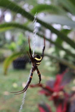 Doğu Asya 'da yaşayan Argiope amoena türü Japonya' da kogane-gumo olarak bilinir.. 