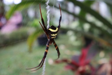 Doğu Asya 'da yaşayan Argiope amoena türü Japonya' da kogane-gumo olarak bilinir..