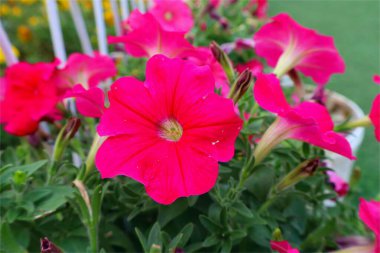 Petunya 'yı ilk asan Surfinia' ydı. Arka bahçede yetişiyor..