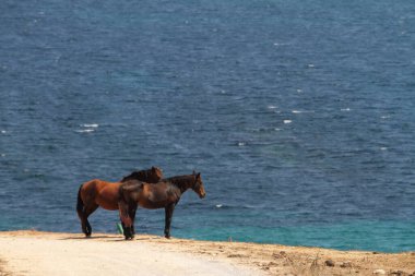 Büyük okyanusa bakan iki at sakindir.