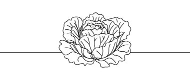 Devamlı çizim tarzında baş marulu. Beyaz arka planda izole edilmiş buzdağı ya da kıtır kıtır marul tasarımı. Vektör illüstrasyonu.