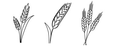 Sürekli bir buğday kulağı çizimi. Doğrusal biçim