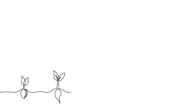 Bitki yetiştirme aşamaları bir çizgi animasyon çiziyor. aralıksız çizgi bitkileri videosu