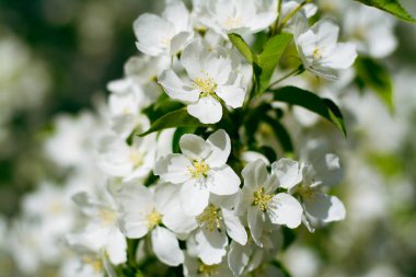 İlkbaharda beyaz çiçeklerle çiçek açmış elma ağacı. Yüksek kalite fotoğraf
