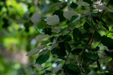 yeşil yapraklar, doğa bitki örtüsü ve yapraklar