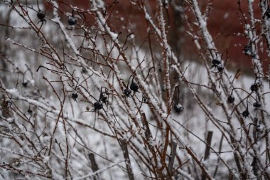 kar ile kaplı ağacın dalları.
