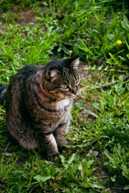 Bahçede yeşil gözlü sevimli tekir kedi