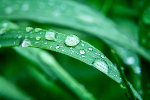 Yeşil yaprağa su damlaları, doğa arka planı.