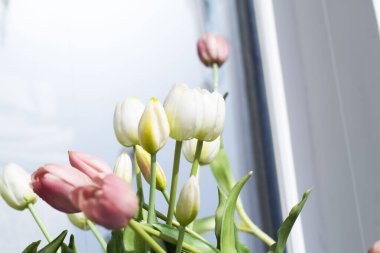 Kırmızı ve beyaz lale bahar arkaplanı