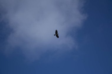 Gökyüzündeki kuş