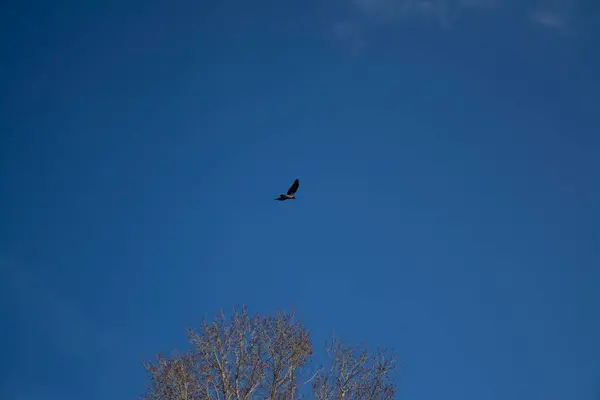 Mavi gökyüzünde siyah bir kuş