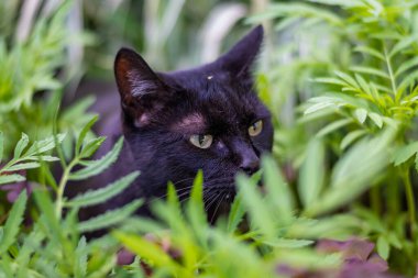 Bahçedeki kara kedi, Bahçedeki kedi