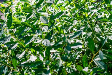 Yeşil yaprakların arka plan dokusu.