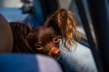 Arabadaki büyük kulaklı kahverengi köpek. Yüksek kalite fotoğraf.