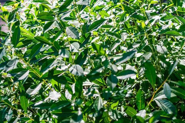 Yeşil yaprakların arka plan dokusu.