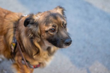 Güzel bir köpeğin portresi..