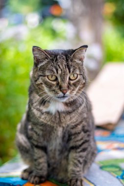 Güzel bir tekir kedi masada oturuyor..
