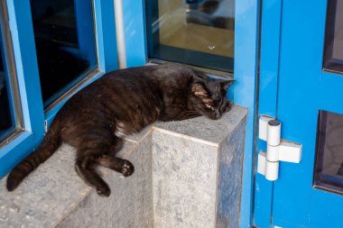 Kedi merdivenlerde uyuyor..