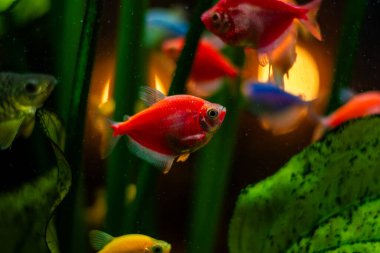 Akvaryumdaki güzel balıklar