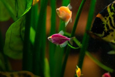 güzel balık akvaryum