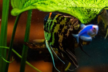 Mavi ve yeşil balıklı güzel akvaryum