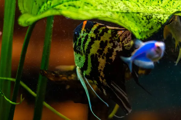 Mavi ve yeşil balıklı güzel akvaryum