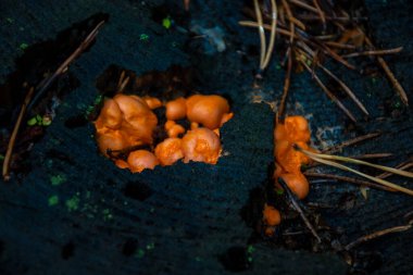 Ormandaki bir ağaçta portakal mantarı. Doğa konsepti. Yüksek kalite fotoğraf