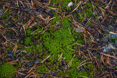 Ormanın zemininde yosun var.