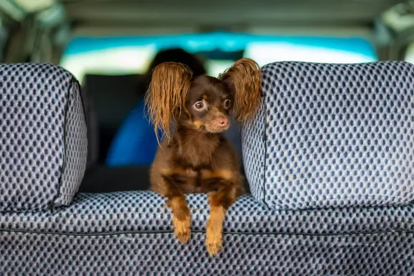 Köpek arabada, hayvan, köpek.