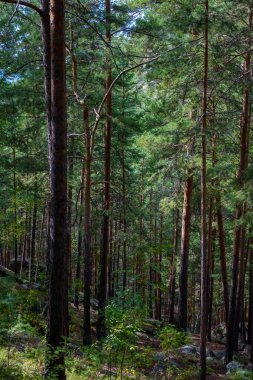 Orman ağaçları ve taşlar. Doğa yeşil ahşap. Seyahat konsepti. Yüksek kalite fotoğraf.