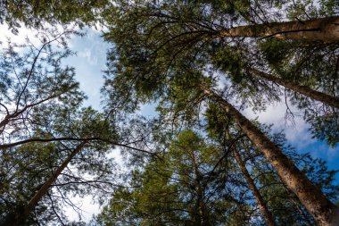 Orman ağaçları. Doğa yeşil ahşap güneş ışığı arka planı. Seyahat konsepti. Yüksek kalite fotoğraf.