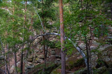 Orman ağaçları ve taşlar. Doğa yeşil ahşap. Seyahat konsepti. Yüksek kalite fotoğraf.