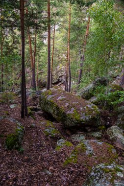 Orman ağaçları ve taşlar. Doğa yeşil ahşap. Seyahat konsepti. Yüksek kalite fotoğraf.